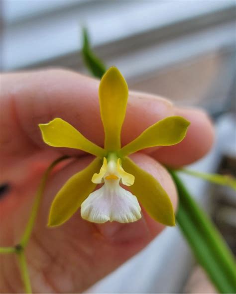 Encyclia Orchid Hybrid Encyclia Valerie Parker Without Flowers