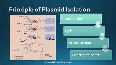 Plasmid Isolation 的图像结果