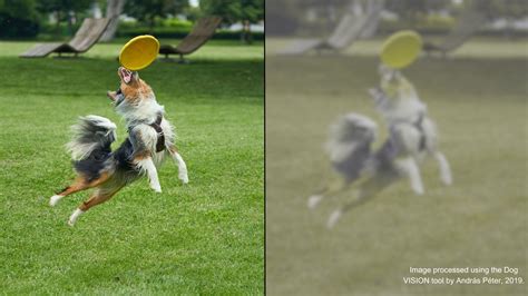 What Colours Can Dogs See – Forbes Advisor Canada