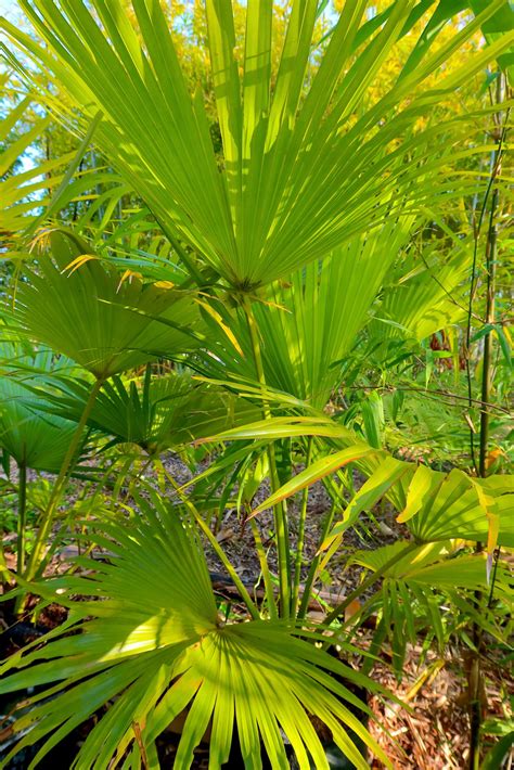 Chinese Fan Palm Livistona Chinensis Palmpedia Palm Grower's Guide