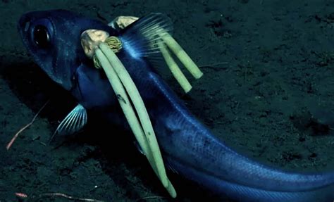 Image result for Terrifying Deep Sea Fish