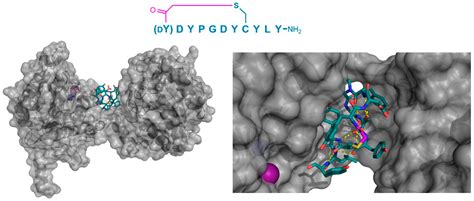 Structural Features and Binding Modes of Thioether-Cyclized Peptide Ligands