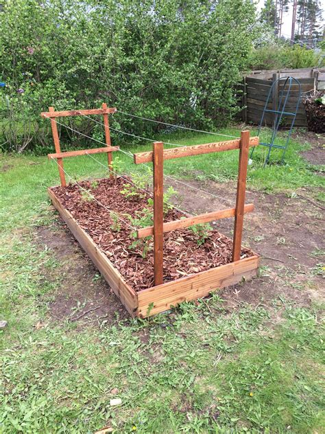 Raised Bed Raspberry Trellis