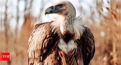 Chhattisgarh Forest Department Links Ramayana's Jatayu to Vulture ...