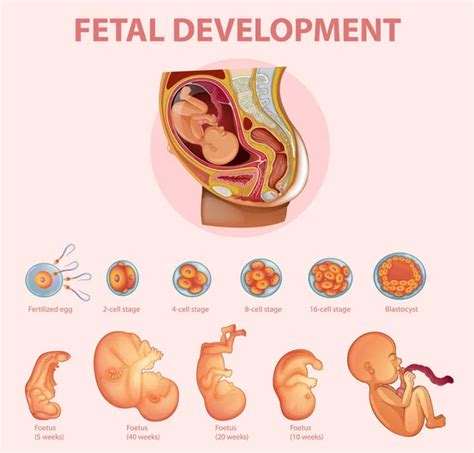 Image result for Human Embryonic Development