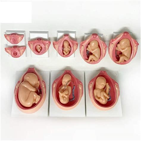 Buy Study Model Development Process Of Anatomical Fetal Pregnancy Model - Pregnancy Embryo ...