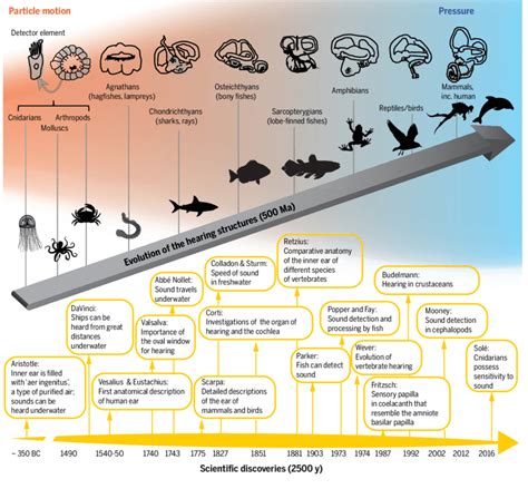 Animal Evolution Timeline