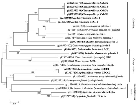 Porifera Lectins: Diversity, Physiological Roles and Biotechnological ...