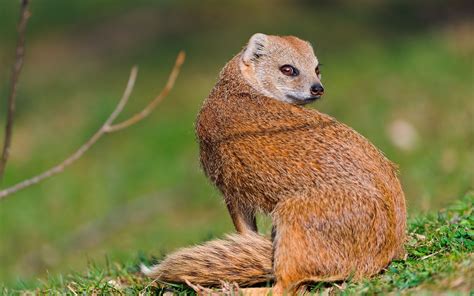Stunning Mongoose HD Wallpaper: Nature's Beauty Unveiled