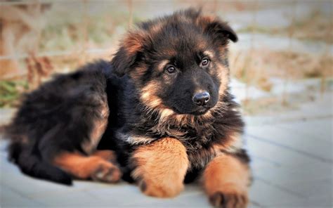 Adorable German Shepherd Puppy HD Wallpaper