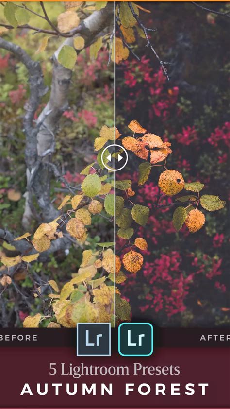 Lightroom presets for moody forest landscapes – Artofit