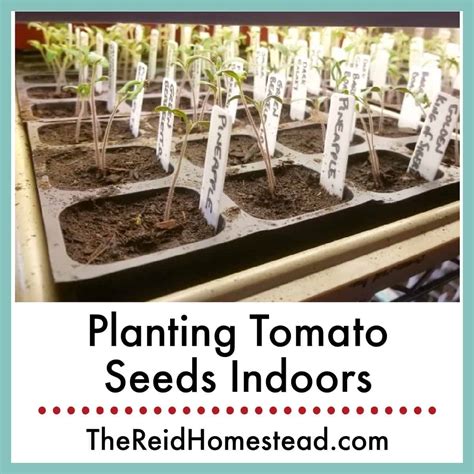 Germinating Tomato Seeds Indoors How To Grow Tomatoes From Seed