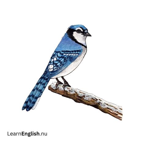 Bird Names in Spanish: 77 Birds in Spanish to English - learn spanish