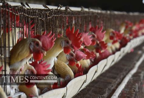 Poultry Firm News Photo Poultry farms : Hens at a poult...