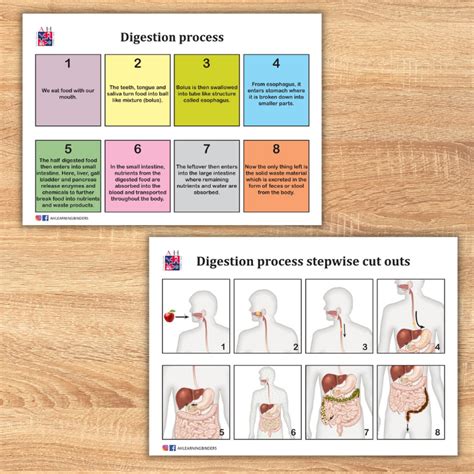 Digestion Process 的图像结果
