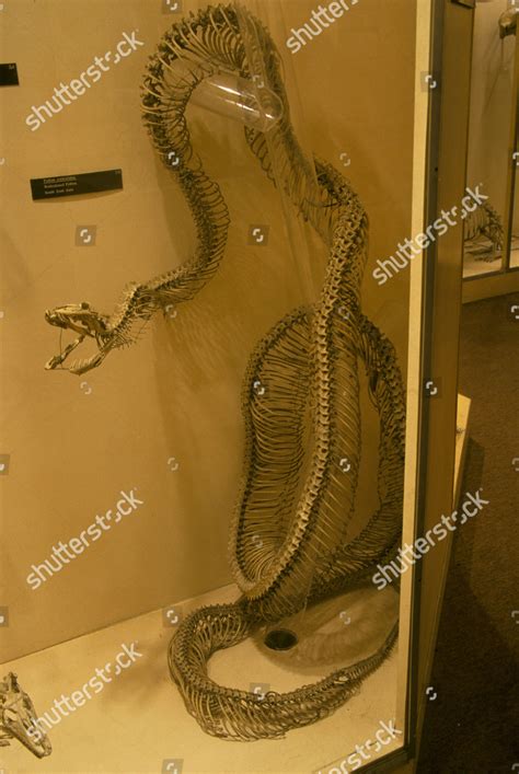 Image result for Reticulated Python Skeleton