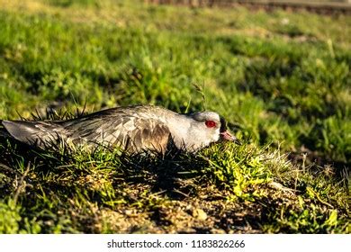 Image result for Brooding Bird