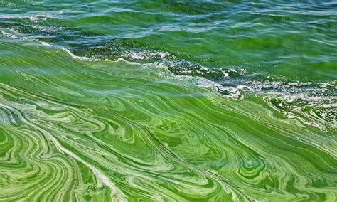 Blue Green Algae