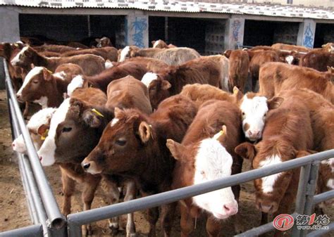河南商丘养牛场 大量西门塔尔牛犊 种牛肉牛提供育肥技术_牛_第一枪