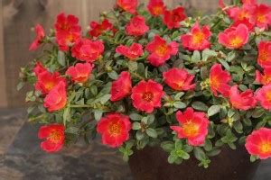 Amazing Gurden Portulaca Plant Price in India - Buy Amazing Gurden ...