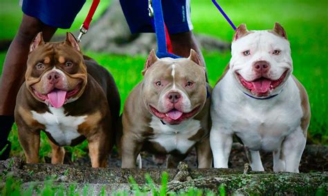 Pocket Bully Red at Terri Whobrey blog