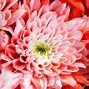chrysanthemums 的图像结果