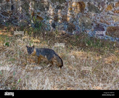 Channel Island Fox. The island fox (Urocyon littoralis) is a small fox ...