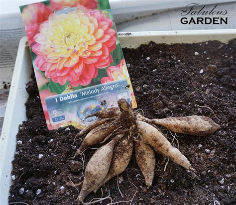 How To Plant The Dahlia Bulbs at James Joslin blog