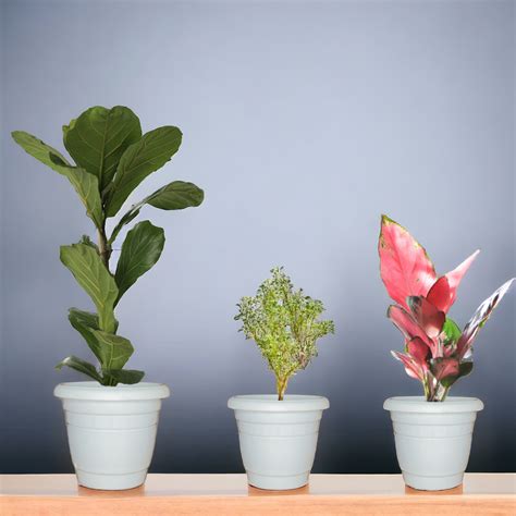Indoor Combo: Fiddle Leaf Fig, Pink Aglaonema, Aralia