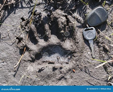 Black Bear Paw Print Trail