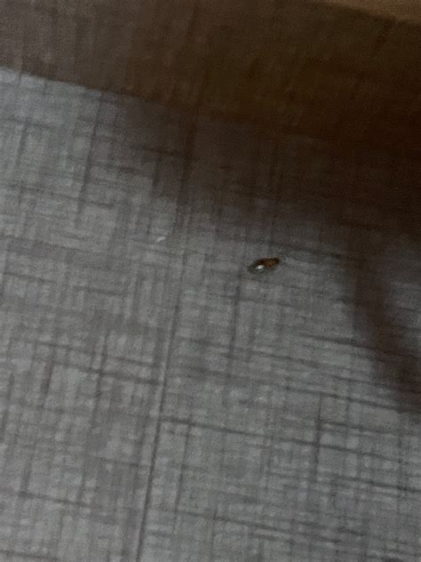 SLEEP INN SARASOTA - Updated 2025 Prices & Hotel Reviews (FL)