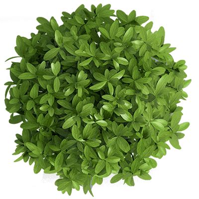 JavaScript Writer 的图像结果