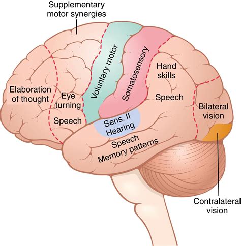 Image result for Human Brain Cortex