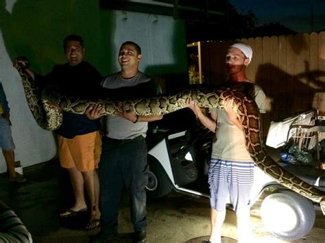 Image result for What a 15 Foot Python Can Do