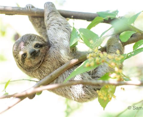 Image result for Sloth Legs