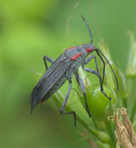 46 Black And Red Bugs in The United States (with Pictures)