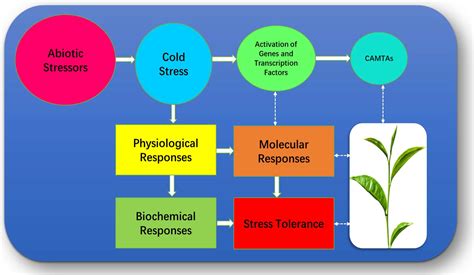 The Role of Calmodulin Binding Transcription Activator in Plants under ...