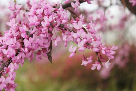 How Many Redbud Trees Species Do You Know? – Ugaoo