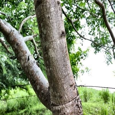 Tree Binary Segmentation - Dataset Ninja