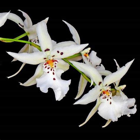 Blooming Orchid | Moth Orchid Flower Colors | Orchid-Tree