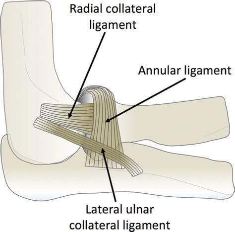 Radial Collateral Ligament