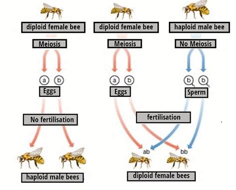 Sex Determination and Mutation - Biology Class 12 - NEET PDF Download