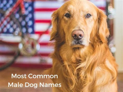 Image result for Most Common Dog Names