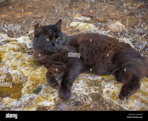 Long hair cat lying on hi-res stock photography and images - Alamy