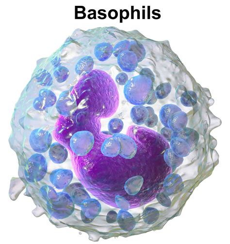 Basophils function, absolute basophil count and basophils normal range