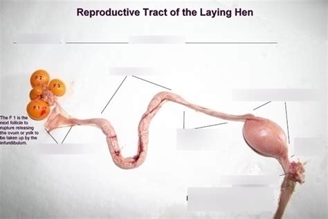 Image result for Male Bird Reproductive System