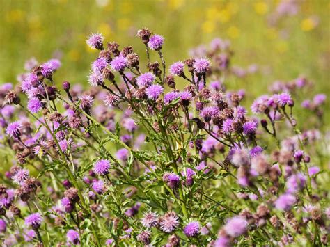 17 Weeds With Purple Flowers: How to Get Rid of Them