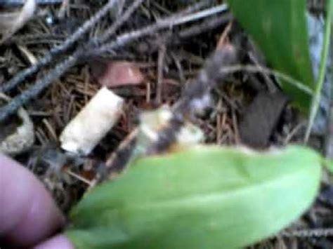 Locus Bug Sound 的图像结果