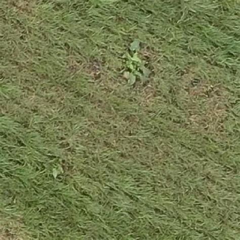 Image result for Arduino Weed Identifier Python