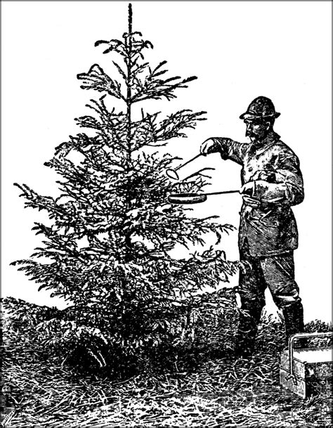 Food Tree | ClipArt ETC